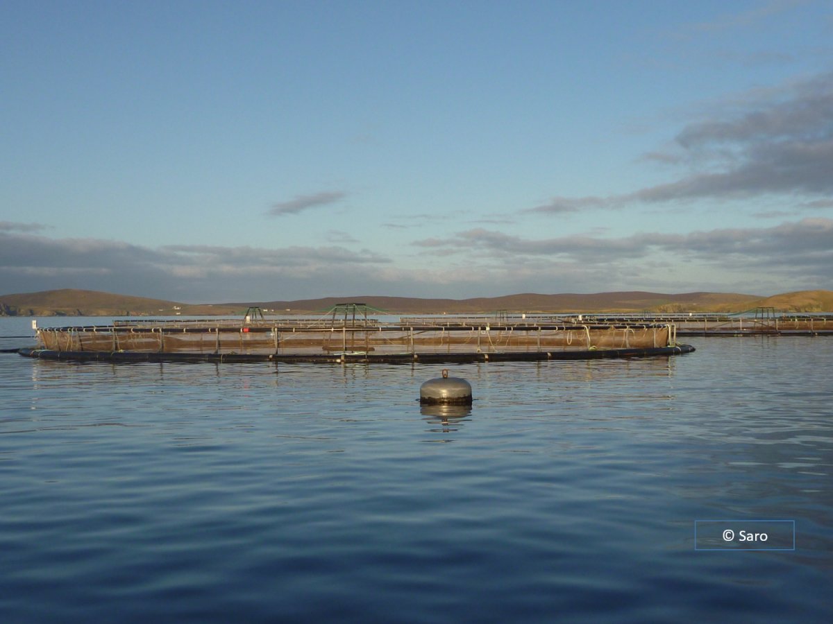 Shetland Training for SE Asian Students