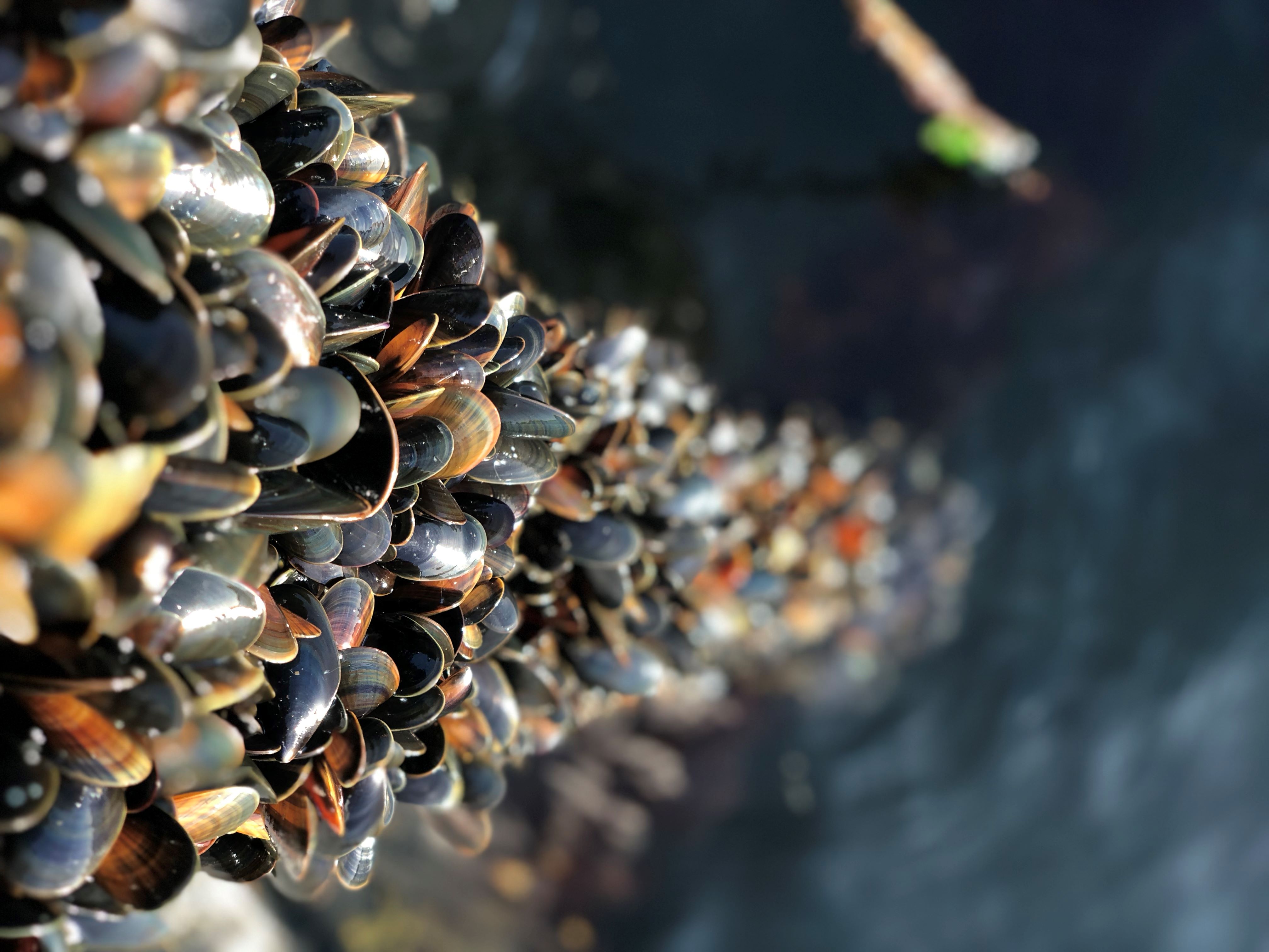 Mussels on a mussel farm