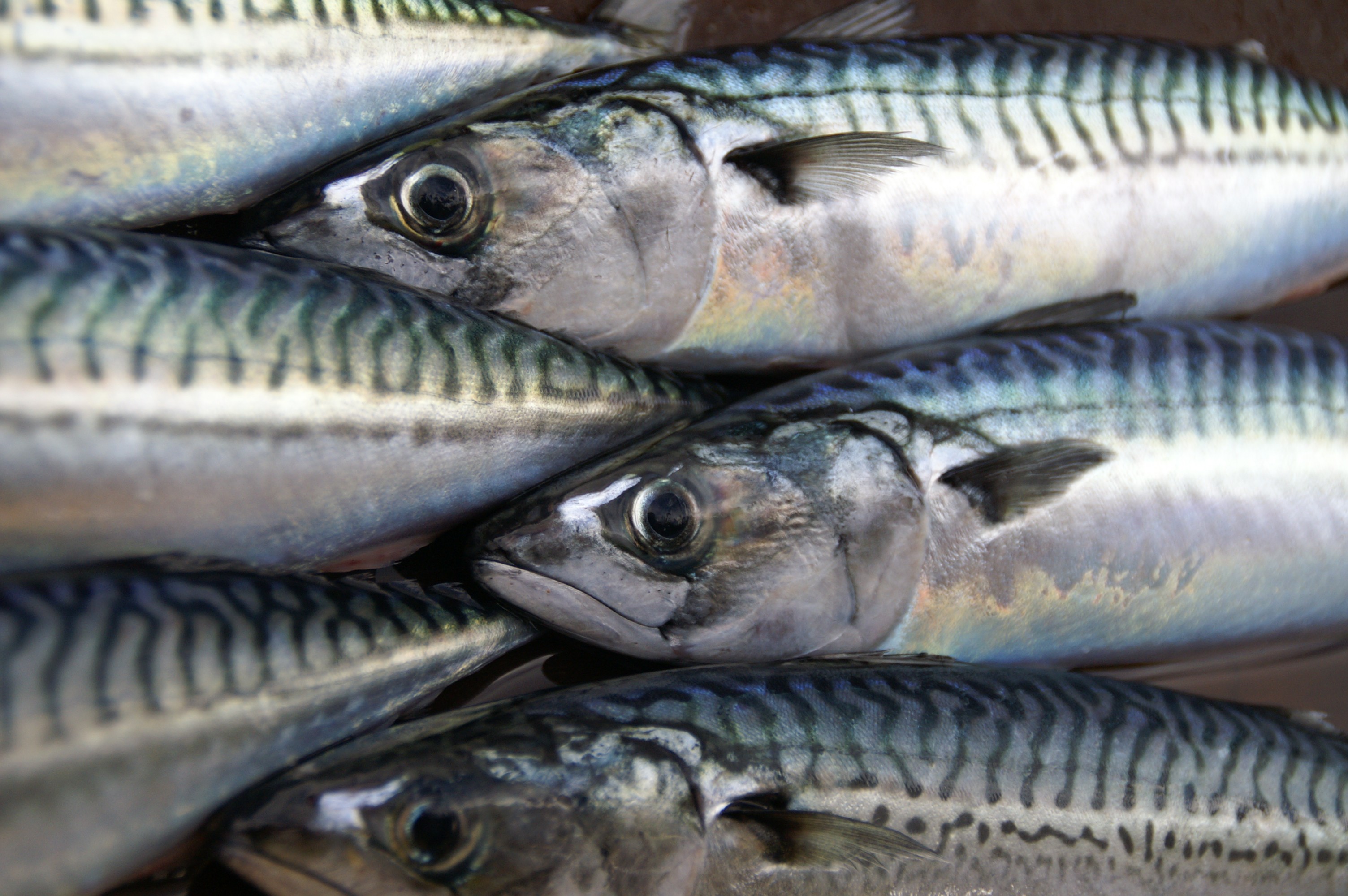 Mackerel Image