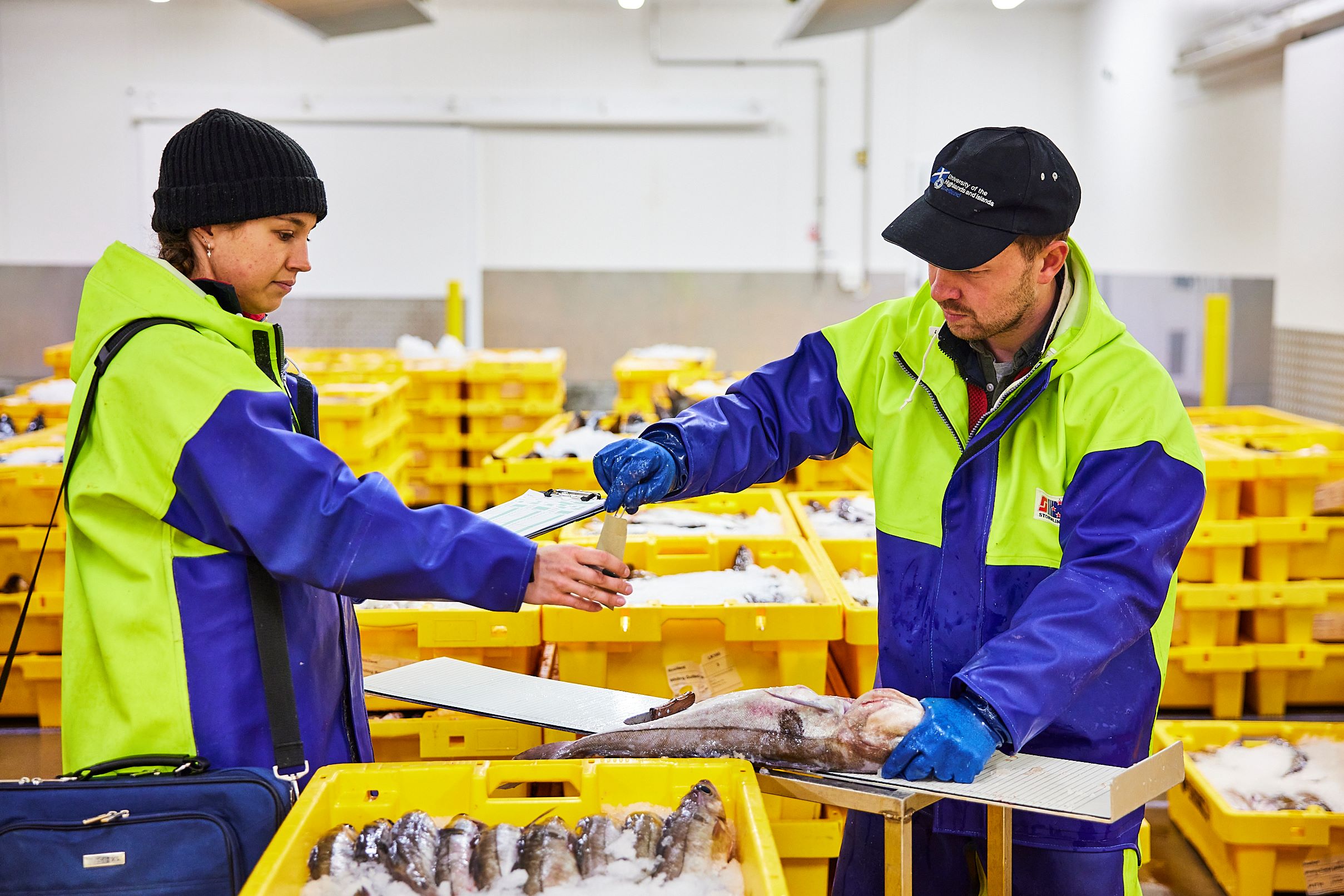 Two people packaging fish at a fish market