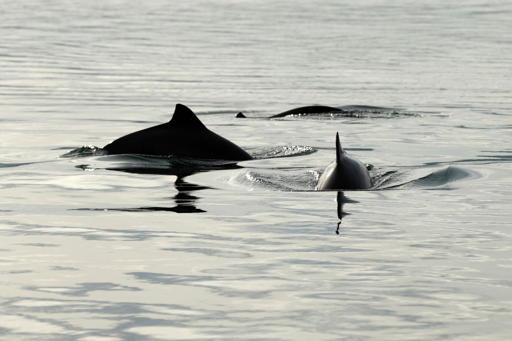 Harbour Porpoise PhD Opportunity