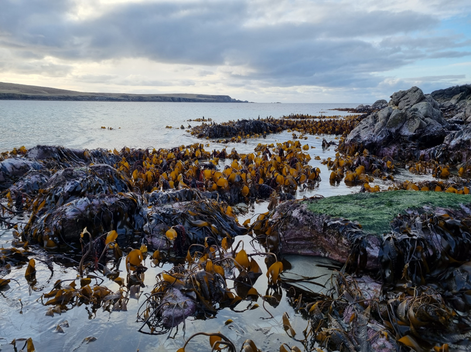 Guiding Shetland’s Marine Future: Community-Led Principles for Restoration