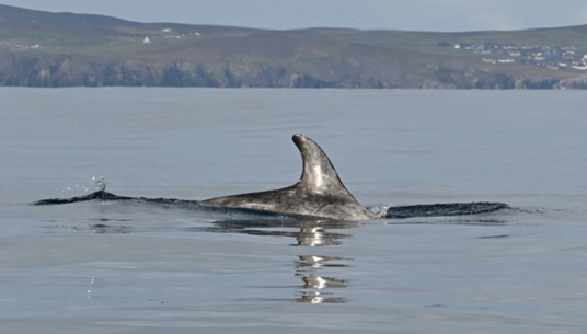 UHI Shetland and Whale and Dolphin Conservation Call on Public to Share Photos of Risso&rsquo;s Dolphins