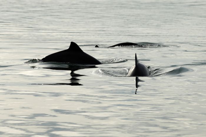 Shetland Community Wildlife Group are looking for volunteers to help spot Harbour Porpoise