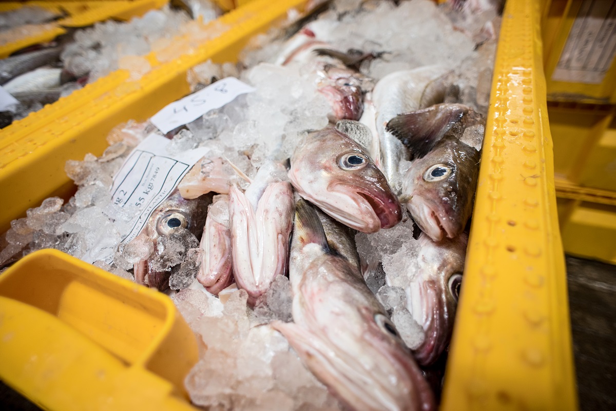 Fish Landings in Shetland in 2017