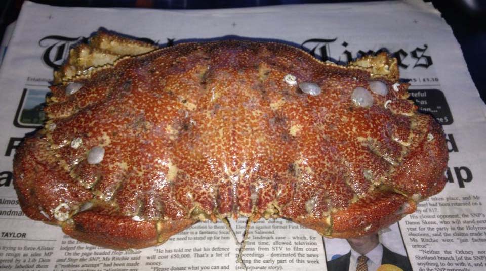 Rare Crab from Fetlar