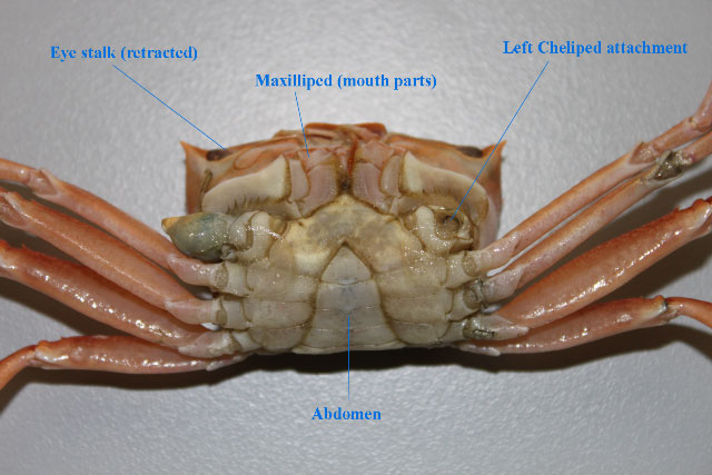 Angular crab