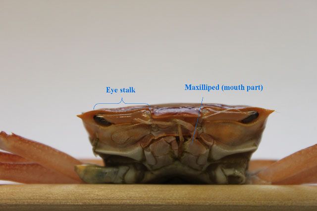 Angular crab, eye stalk retracted