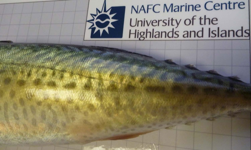 Discovery Zone - Atlantic Chub Mackerel