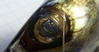 Mackerel eyelid