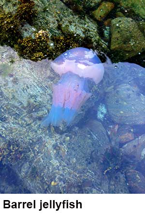 Barrel jellyfish