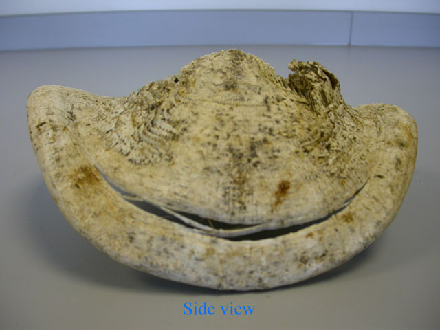 Basking shark vertebrae