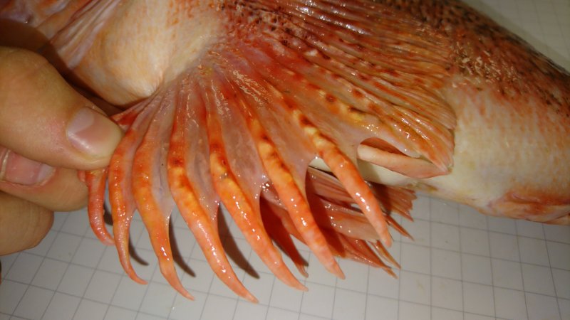 Pectoral fin of bluemouth fish