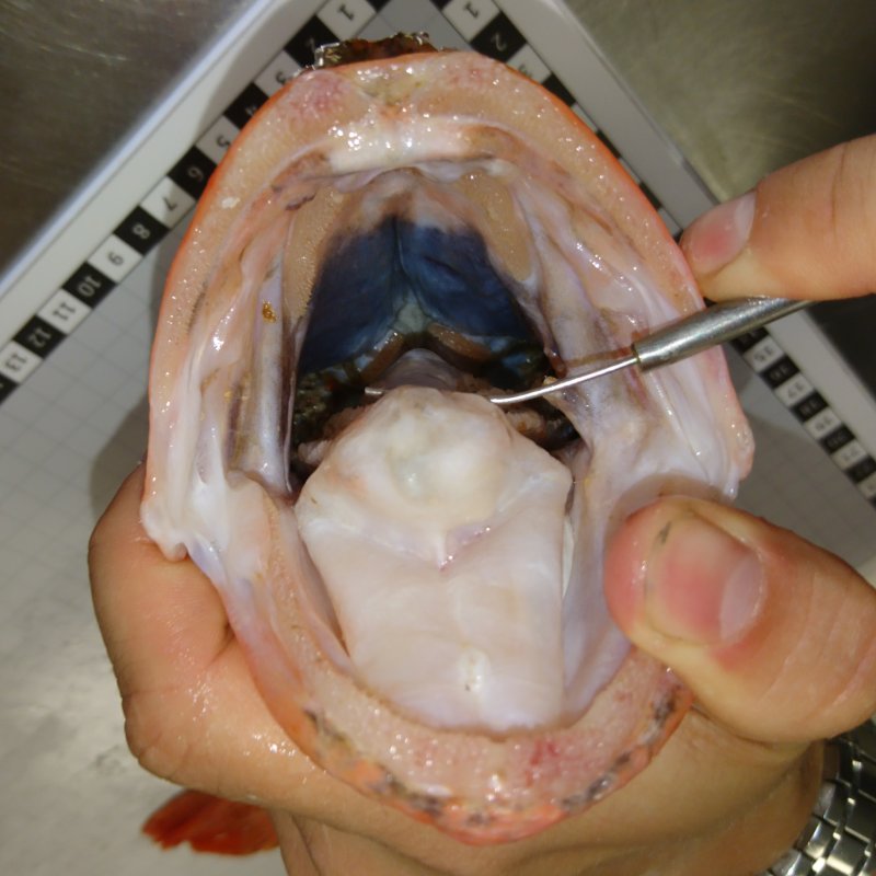 Inside mouth of bluemouth fish
