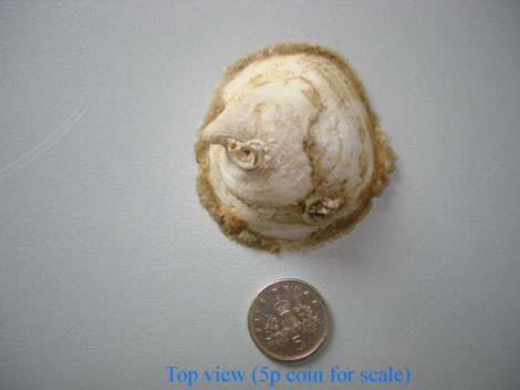 Bonnet shell limpet from above