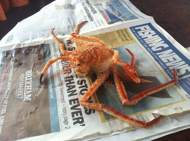 Carrier crab