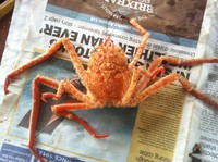 Carrier crab