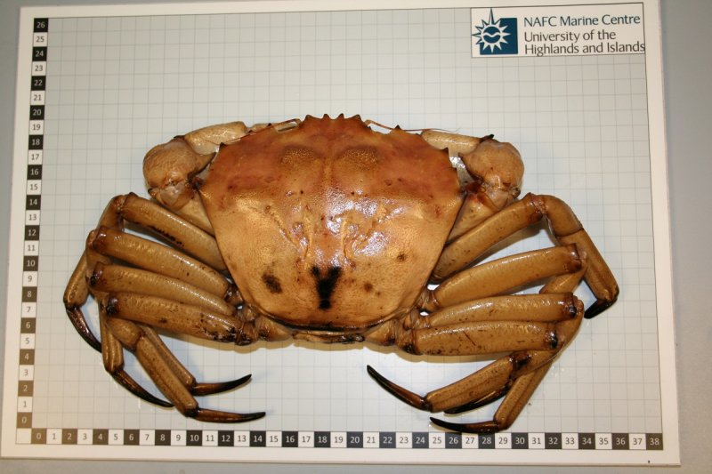 Deep sea red crab