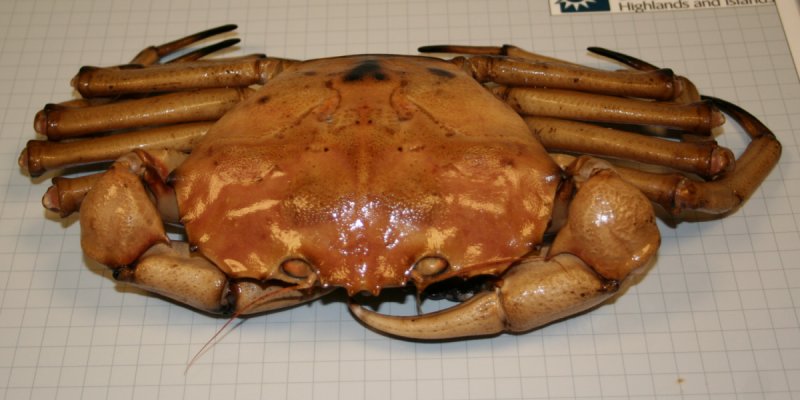 Deep sea red crab