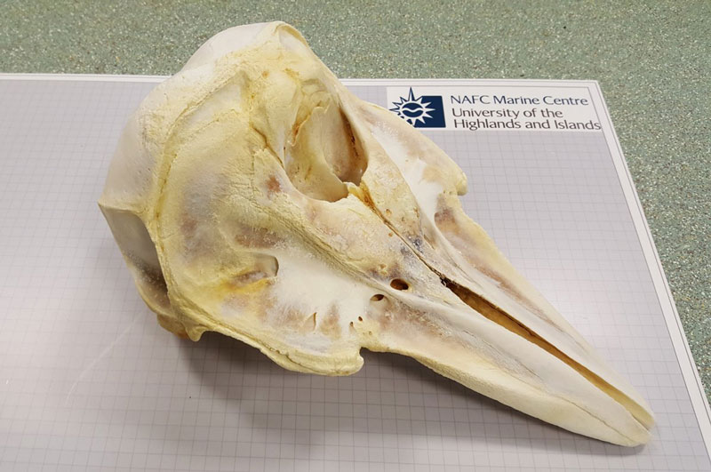 Dolphin skull