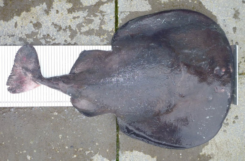 Electric ray