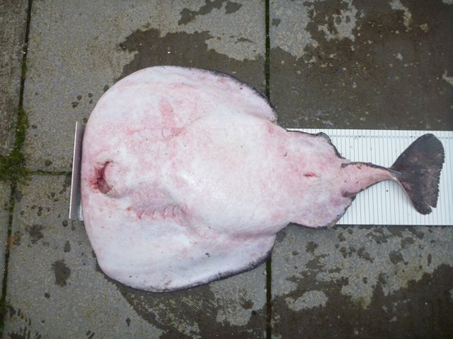 Electric ray ventral lower side