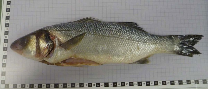 European sea bass