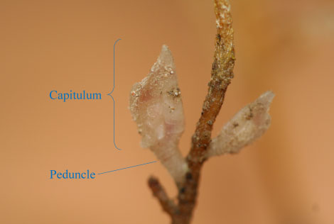 Goose barnacle scalpellum scalpellum