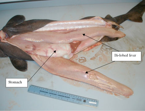 Kitefin shark dissection, showing bi-lobed liver