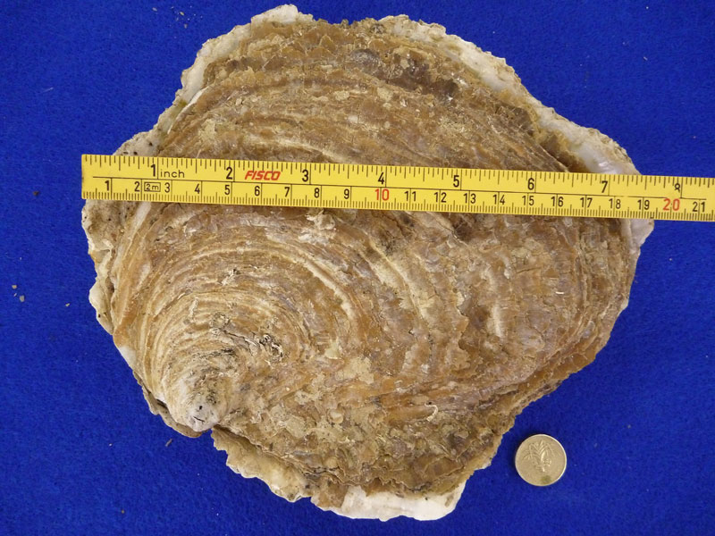 Native oyster