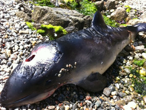 Harbour porpoise