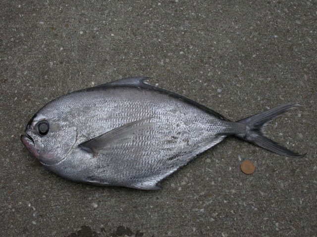 Rays bream