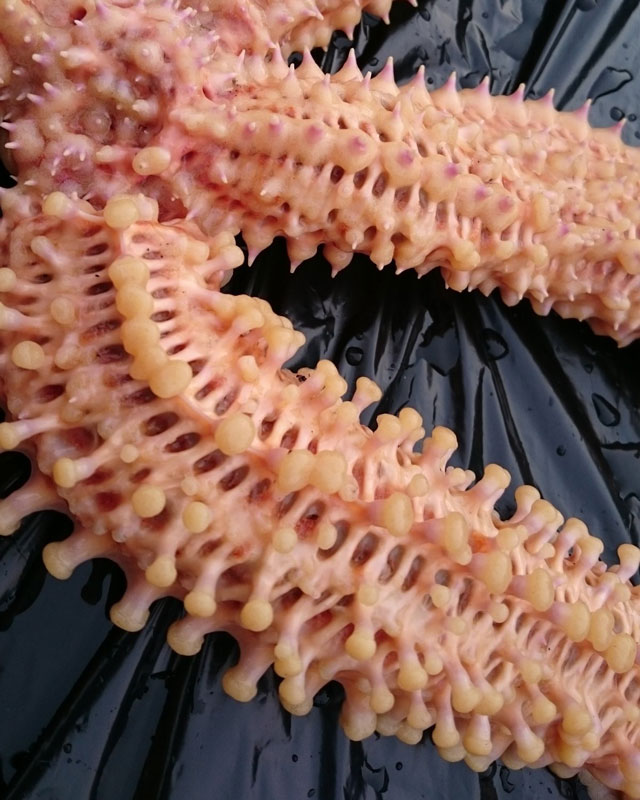 Spiny starfish