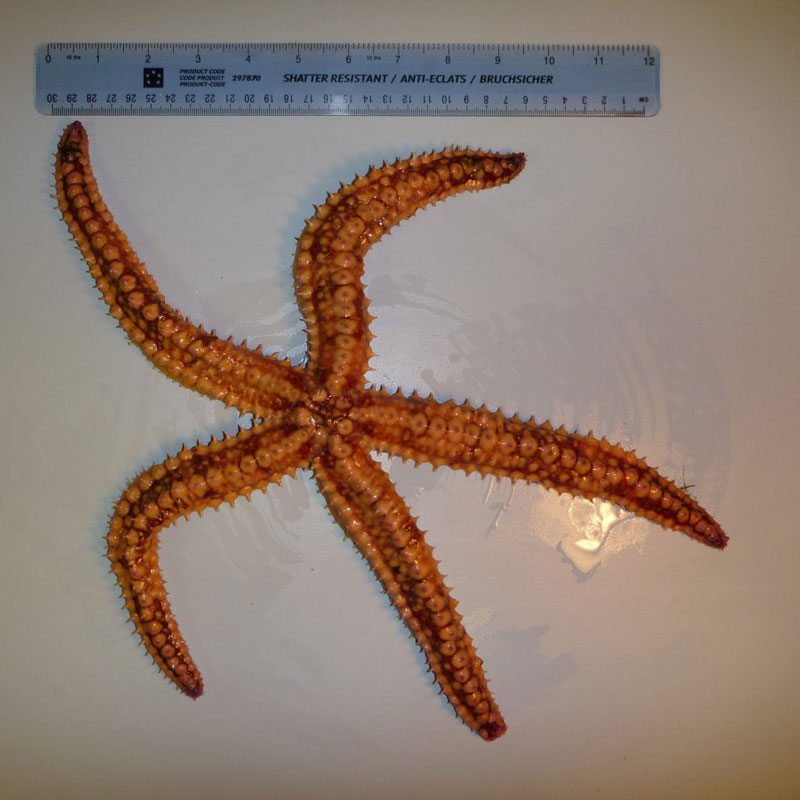 Spiny starfish