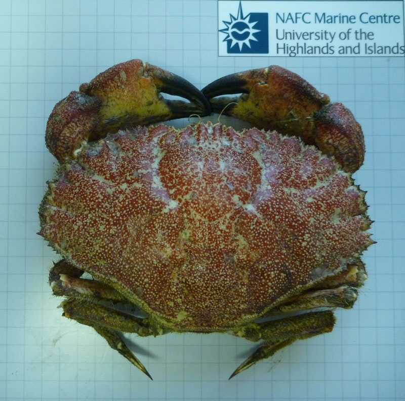 Toothed rock crab