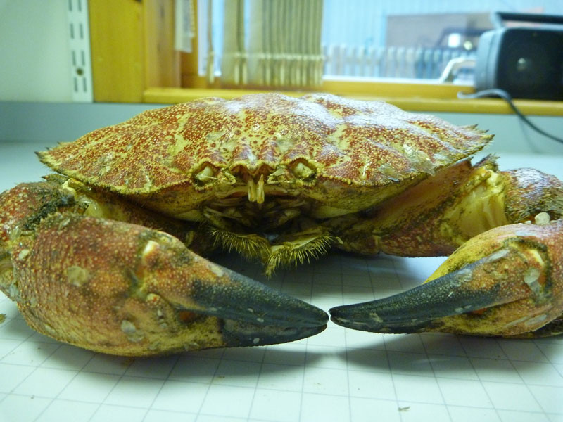 Toothed rock crab