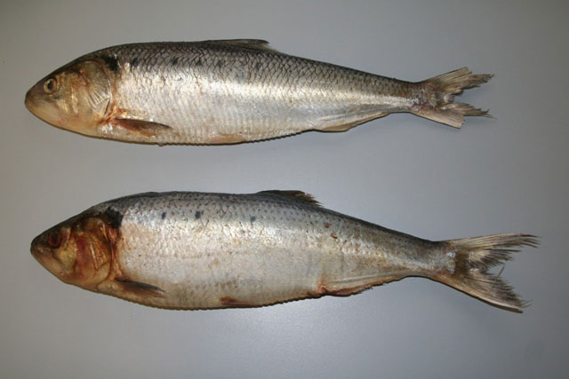 Two twaite shad