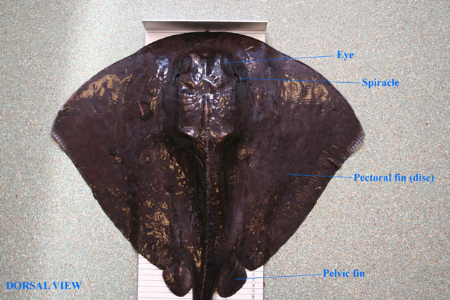 Dorsal view of violet stingray