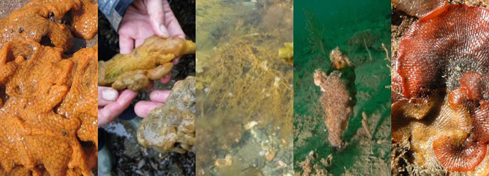 Collage of marine species