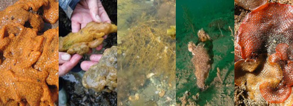 Collage of marine species Collage of marine species