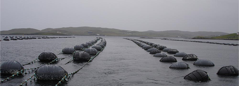 Aquaculture fish farm