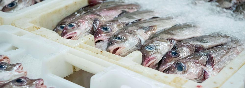 Boxes of fish in ice