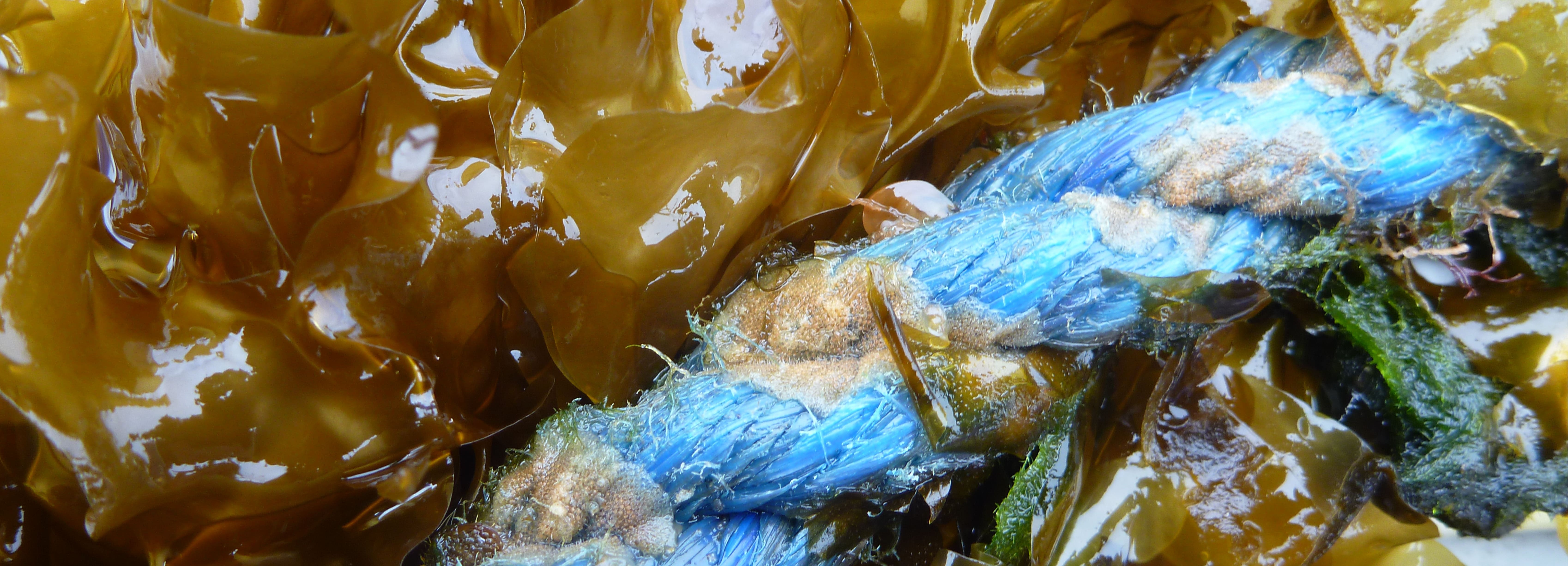 Seaweed and blue nylon rope