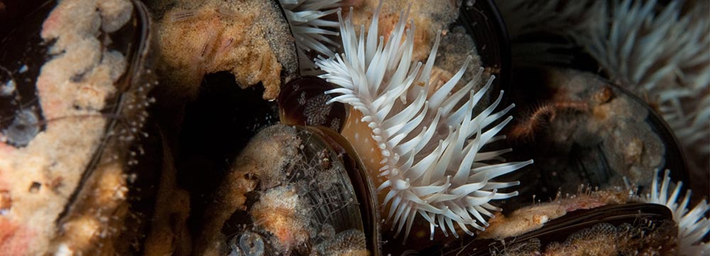 Mussels and anemones