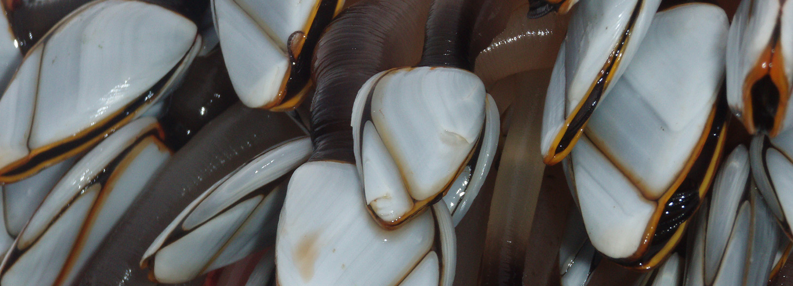 Goose Barnacles