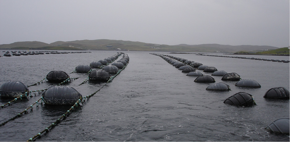 Aquaculture fish farm