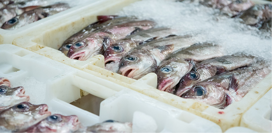 Boxes of fish in ice