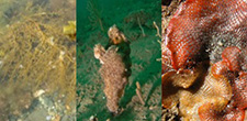 marine non-native species
