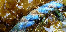 rope with seaweed