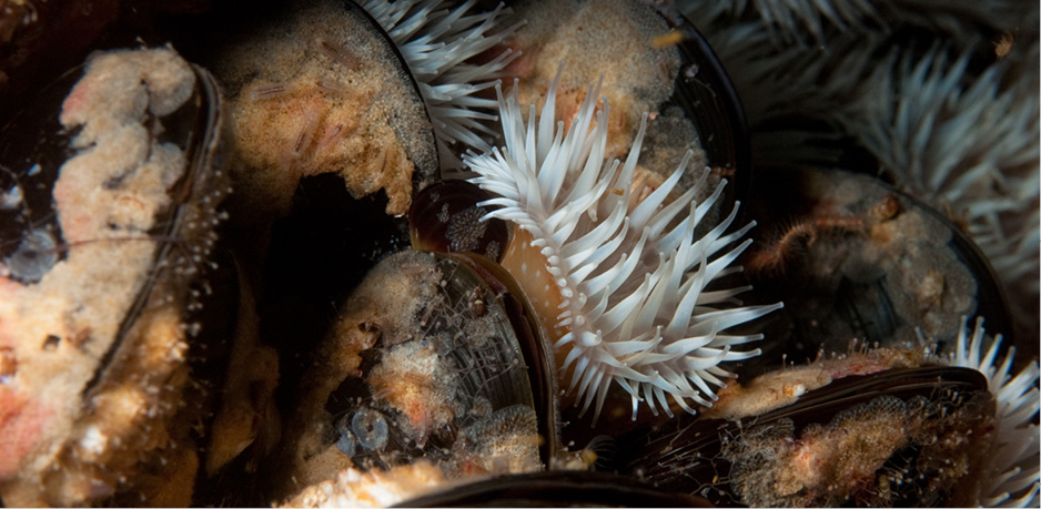 Mussels and anemones